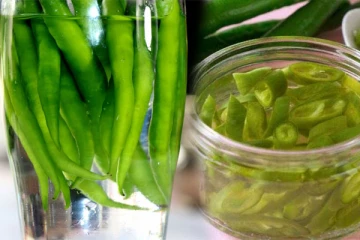 பச்சை மிளகாயை தண்ணீரில் ஊறவைத்து அதை குடித்தால் என்ன நடக்கும் தெரியுமா?