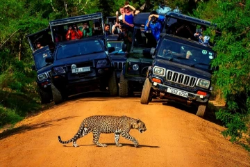 யால சரணாலயத்தில் வாகனங்களில் பேயாட்டம்; 6 பேர் சரணடைவு!