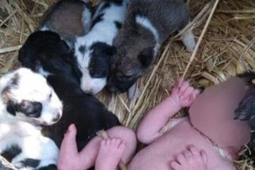 தொப்புள் கொடியுடன் வீசிய குழந்தையை பாதுகாத்த நாய்கள்! நெஞ்சை உருக்கும் உண்மை சம்பவம்