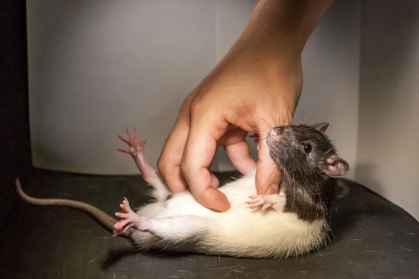இலங்கை மக்களை அச்சுறுத்தும் மற்றுமொரு நோய்! | Another Disease That Threatens Rat Fever Sri Lanka
