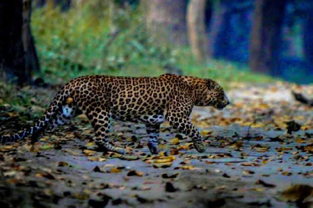 வட்டவளையில் சிறுத்தை நடமாட்டம்; அச்சத்தில் மக்கள்! | Leopard Spotted In Watawala Residents In Fear