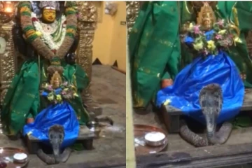 பூஜையின்போது திடீரென அம்மன் சிலை காலடியில் வந்து படமெடுத்து ஆடிய பாம்பு... வைரல் வீடியோ