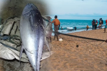 அம்பாறை மீனவர்களுக்கு அடித்த அதிர்ஷ்டம்; பல கோடி பெறுமதியான நீல தூணா