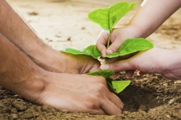 Vastu: வீட்டில் வளர்க்கக் கூடாத 5 மரங்கள்.., கடன் தொல்லை அதிகரிக்குமாம்