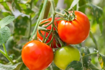 தினம் ஒரு தக்காளி சாப்பிடுங்க! இந்த நோய் எல்லாம் உங்களை நெருங்கவே நெருங்காதாம்