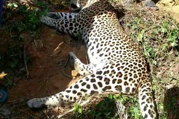 கம்பி வலையில் சிக்கி உயிரிழந்த சிறுத்தைப்புலி! காவல்துறை விசேட நடவடிக்கை | Leopard In The Forests Of Sri Lanka