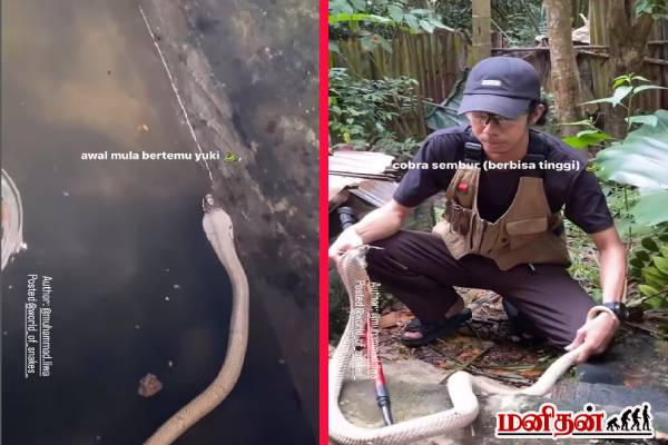 கிணற்றில் விழுந்த நாகத்தை துணிச்சலாக காப்பாற்றிய நபர்... இறுதியில் நடந்ததை பாருங்க | A Man Catch Angry Spectacled Cobra Video கிணற்றில் விழுந்த நாகத்தை துணிச்சலாக காப்பாற்றிய நபர்... இறுதியில் நடந்ததை பாருங்க | A Man Catch Angry Spectacled Cobra Video