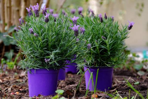 தூக்கமின்மையால் அவதியா...! படுக்கையறையில் இந்த 5 செடிகள் இருந்தால் போதும் | Indoor Plants That Help You Sleep Better