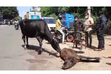 இதுதான்யா தாய் பாசம்... விபத்தில் உயிருக்கு போராடி கன்றுக்குட்டி : கண்கலங்கி துடிதுடித்த தாய்ப்பசுவின் பாசப்போராட்டம்!