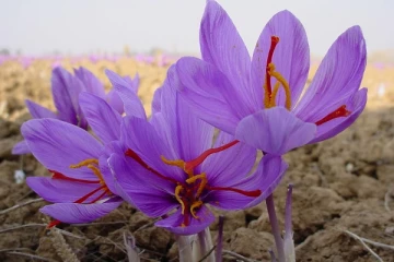 உலகிலேயே மிகவும் விலையுயர்ந்த பூ : இது இருந்தால் போதும் நீங்க பணக்காரர் தான்!