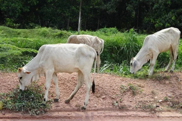 மீண்டும் அரங்கேறிய பசு கொலை அராஜகம்!