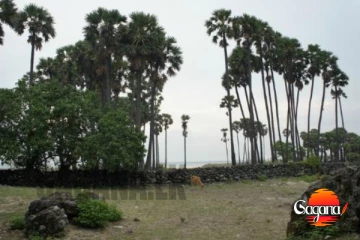 උතුරේ විශාල මෙහෙයුමක්, අක්කර 16,000ක පොල් වගා කරන්න යයි