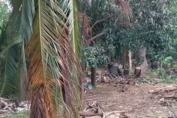 யாழில் சட்டவிரோத பனைமரம் தறிப்பு; பாய்ந்த நடவடிக்கை!