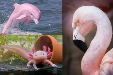 உலகில் மிகவும் அழகான இளஞ்சிவப்பு மிருகங்கள்- சுவாரஸ்ய தகவல் இதோ