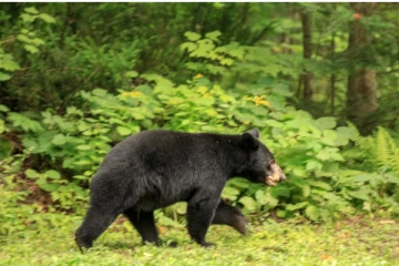 கனடாவில் கரடி வேட்டையில் ஈடுபட்ட சுற்றுலா விடுதிகளுக்கு அபராதம்