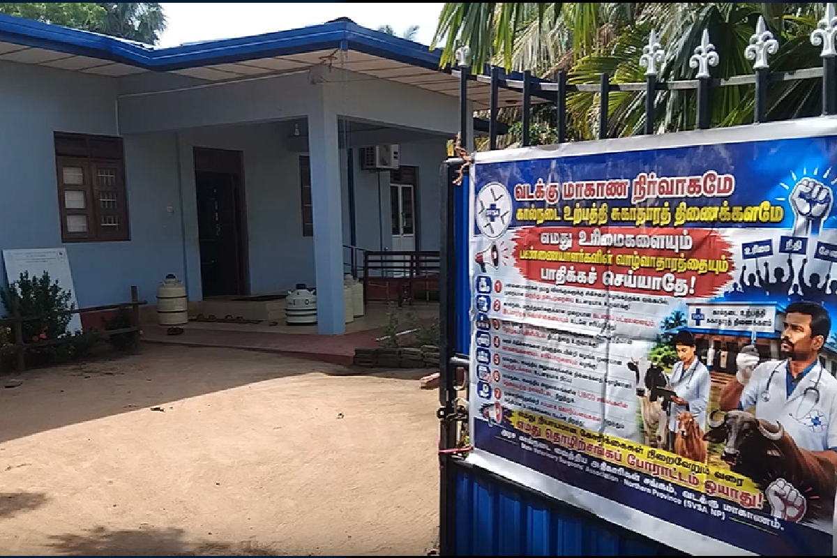 வடக்கு கால்நடை வைத்திய அதிகாரிகளின் பிரச்சினைகளுக்கு தீர்வு வழங்க கோரி போராட்டம் | Protest Demanding Solutions To Problems வடக்கு கால்நடை வைத்திய அதிகாரிகளின் பிரச்சினைகளுக்கு தீர்வு வழங்க கோரி போராட்டம் | Protest Demanding Solutions To Problems