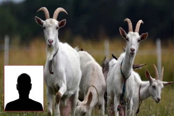 இடமாற்றம் வழங்க ஆசிரியரிடமிருந்து ஆடுகளை இலஞ்சமாக பெற்ற அதிகாரி