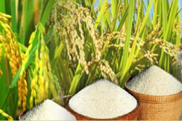 கொள்முதல் செய்யப்படும் நெல்லினை குறைந்த வருமானம் பெறும் குடும்பங்களுக்கு இலவசமாக வழங்க திட்டம்