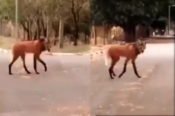 கடவுளின் வினோத படைப்பு: மூன்று மிருகங்கள் கலந்த கலவையாக அரிய மிருகம்! குழப்பத்தை ஏற்படுத்தும் காட்சி