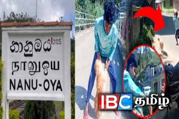 நானுஓயாவில் நாய் மீது மேற்கொள்ளப்பட்ட கொடூர தாக்குதல் : பதைபதைக்க வைக்கும் காணொளி