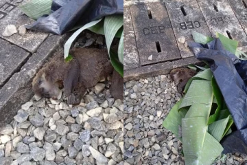 රටම අදුරු කළ වදුරා හමුවෙයි.. මොකක්ද මේ වෙලා තියෙන්නේ..(PHOTOS)