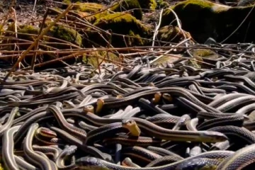 உலகிலேயே பாம்புகள் மட்டுமே வாழும் பயங்கர தீவு: எங்கு உள்ளது தெரியுமா?