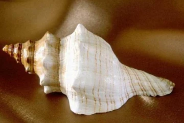 වාලම්පුරියක් සමඟ පුද්ගලයෙක් අත්අඩංගුවට