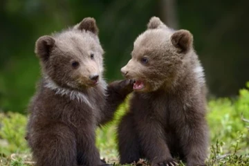 கால்பந்து விளையாடும் கரடி குட்டிகள் - வைரலாகும் அரிய வீடியோ