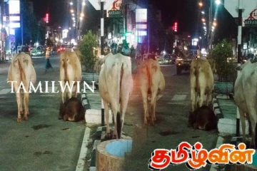 அம்பாறையில் கட்டாக்காலி மாடுகளினால் தொடரும் தொந்தரவுகள்