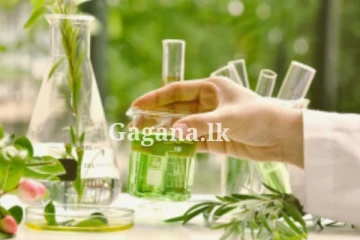 රබර් වගාවේ පැතිරෙන පුල්ලි රෝගයට රසායනික අත්හදා බැලීමක්...