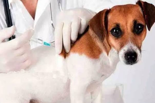 இலங்கையில் வேகமாக பரவக்கூடிய மற்றொரு கொடிய நோய்! | Deadly Disease That Spreads Rapidly In Sri Lanka