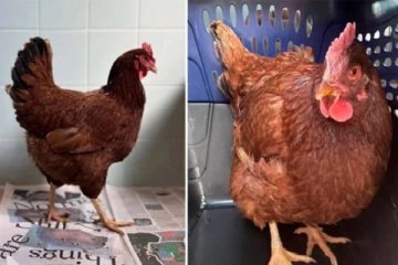 பென்டகனில் சிறைபிடிக்கப்பட்ட கோழி