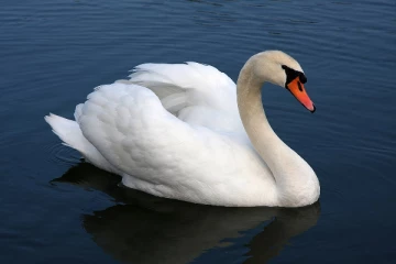 அன்னப்பட்சி சின்னத்தில் களமிறங்கும் ரணில்