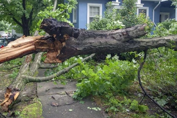 பாடசாலையில் மரம் விழுந்து 5 வயது மாணவன் பலி