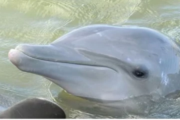 டால்பினுடன் தீவிர உறவில் 20 வயது இளைஞர் - விசித்திர சம்பவம்!