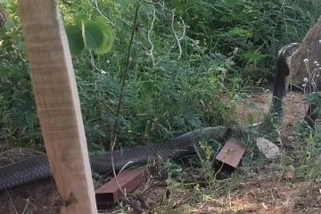 12 அடி நீள ராஜநாகத்தை பார்த்தால் அதிர்ஷ்டமாம்!