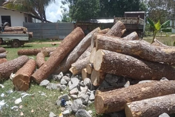 கருங்கற்களுக்குள் மறைக்கப்பட்ட நிலையில் முதிரை குற்றிகள் மீட்பு