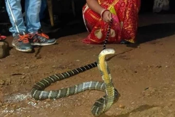 படமெடுத்து ஆடிய 8 அடி நீளமான ராஜநாகம்... துளியும் பயமின்றி வாலைப் பிடித்து இழுந்து லாவகமாக துக்கிய பெண்! தீயாய் பரவும் புகைப்படம்