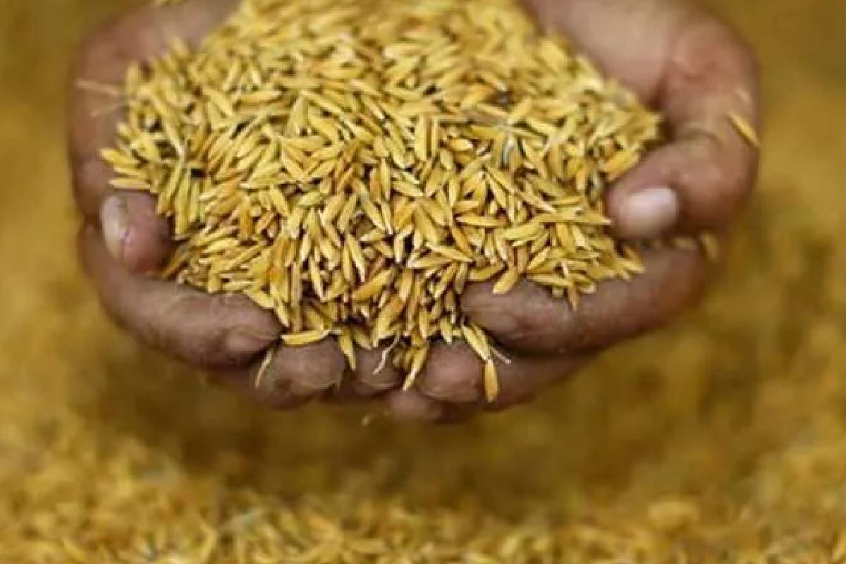 சிறுபோக நெல் கொள்முதல் தீவிரம் ; 5,390 மெட்ரிக் தொன் நெல் கொள்வனவு | Small Scale Paddy Procment 5 390 Metric Tons Paddy