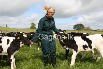 ඒ පාර මොකක්ද මේ කරන්නේ? - ලංකාවෙන් අන්නාසි අඹ යවා නවසීලන්තයෙන් ගව ශුක්‍රාණු ගෙන්වයි.