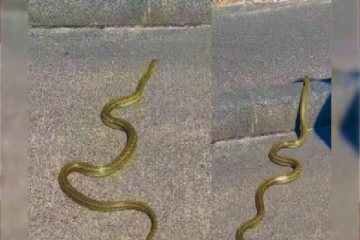 Golden snake Video : தங்க நிறத்தில் பாம்பா? இணையத்தை ஆக்கிரமிக்கும் காட்சி