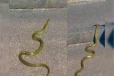 Golden snake Video : தங்க நிறத்தில் பாம்பா? இணையத்தை ஆக்கிரமிக்கும் காட்சி
