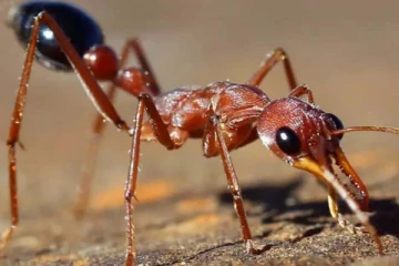 வெறும் 15 நிமிடத்தில் மனிதர்களின் உயிரை பறிக்கும் எறும்பு! நம்பமுடியாத உண்மை