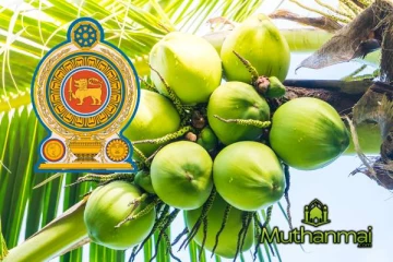 தேங்காய் விலைக்கான தீர்வு விரைவில்..!