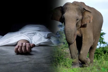 இலங்கையில் வெவ்வேறு இடங்களில் காட்டு யானைகள் தாக்கி மூவர் உயிரிழப்பு