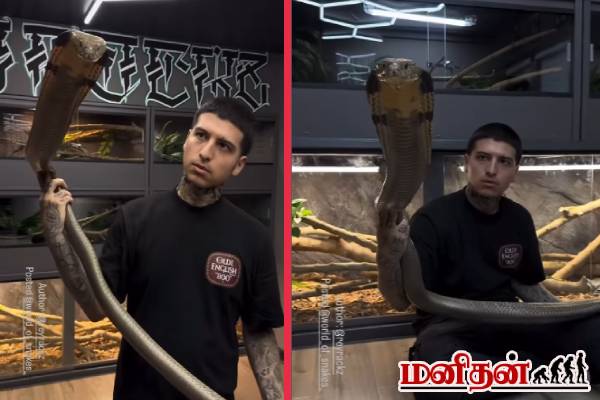 பொம்மையை போல் ராஜ நாகத்தை தூக்கிய நபர்! பதறவைக்கும் வைரல் காணொளி | A Man Facing King Cobra Face To Face Video பொம்மையை போல் ராஜ நாகத்தை தூக்கிய நபர்! பதறவைக்கும் வைரல் காணொளி | A Man Facing King Cobra Face To Face Video