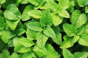 தலைவலி குறையவில்லையா? இதோ இந்த புதினாவை ட்ரை பண்ணி பாருங்க..!