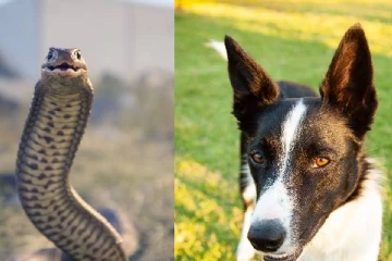 இந்த மாநிலத்தில் ஒரு நாய் கூட கிடையாது - அங்கு போகணும்னா அரசு அனுமதி வேண்டும்!