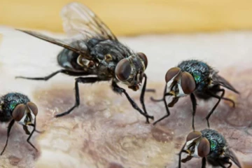 கிராமத்தில் பாடாய் படுத்தும் ஈக்கள்! திருமணம் செய்யவே தயங்கும் கிராமம்