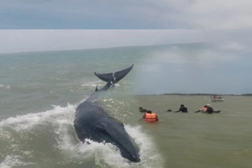 கற்பிட்டியில் கரையொதுங்கிய மிகப்பெரிய உயிரினம்...!